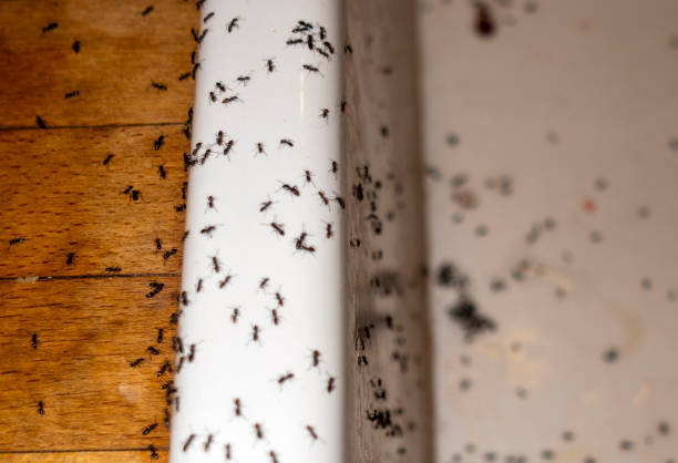 Best Pest Inspection Near Me  in Albany, WI