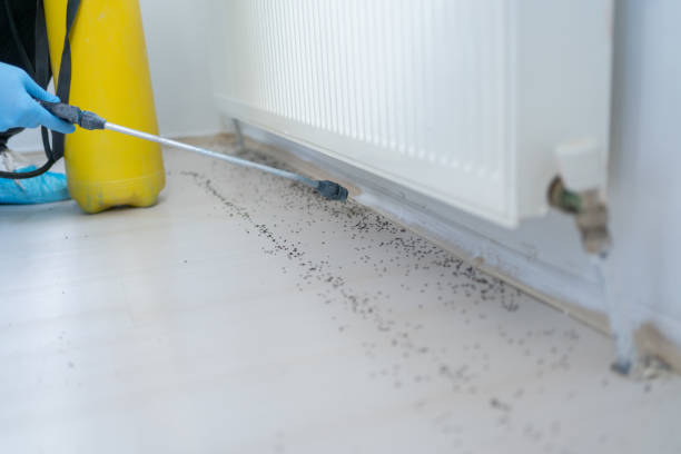 Best Ant Control Services  in Albany, WI